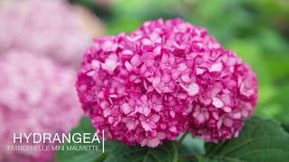 PETITTI Hydrangea Care Tips