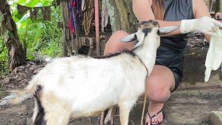 I Slaughter Goat while in white boots , gloves  and apron | Miss Shirly