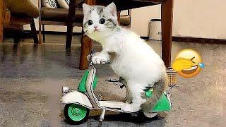  Funniest Dogs and Cats ️ Funny And Cute Animal Videos 2024 #5