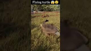 Flying Turtle  || Turtle 2022 #shorts #viralshorts #viralyoutubeshorts #cuteturtle #flyingturtle