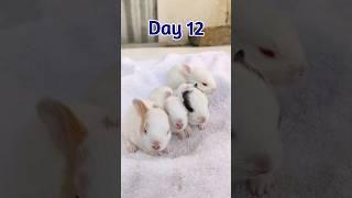 Rabbit Growth - Baby Rabbit Growing Up Day By Day #cute #rabbit #animals #pets