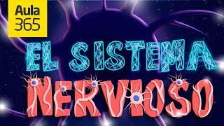 El Sistema Nervioso | Videos Educativos Aula365