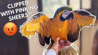 If a Breeder Does THIS To Your Bird, WALK AWAY! | Sandy and Nacho