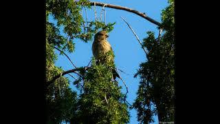 Linnet male (Carduelis cannabina) song