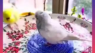 Adorable Budgie Goes Crazy Rolling in Water!  #birds #viral #parakeet #parrot