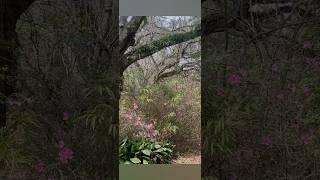 12 Oaks walking trail. A short loop on the bayou in Downtown Ocean Springs Ms.