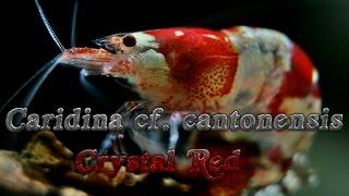 Caridina cf. cantonensis "Crystal Red" / Red Bee / Krewetki akwariowe /