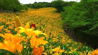 The stunning lilies blooming across the hills of Kasui Lily Garden!