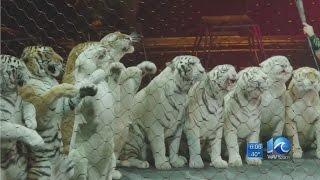 PETA and residents react to Ringling Brothers closing circus