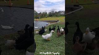 CUTE DUCKS AND GEESE