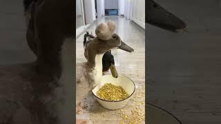 Cute pets Cute pets debut plan Pet duck Little duck quack quack little duck