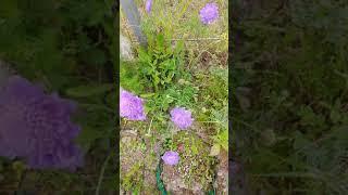 Scabiosa columbaria Butterfly Blue