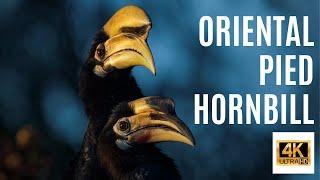 Oriental Pied Hornbill Bird - Rotate Your Screen | Indian Wildlife Photographer - Jayanta Guha