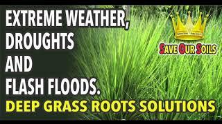 Solution for FLOODS and DROUGHTS A SYMBIOTIC PARTNERSHIP with VETIVER GRASS and TREES   27.2.2024