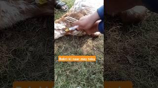 Bakri ki naar may teka| #bakra #bakramandi #animals #vet #animallover #vetrecommended #short #travel