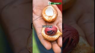 Nutmeg & Mace: The Twin Spices Revealed! | Under 60 seconds #shorts #spices #nutmeg #plants