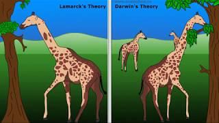 WCLN - Lamarck Vs Darwin