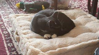 Cat videos JTB is live Three Times the Fluff – Our Cats Are Live Now! 