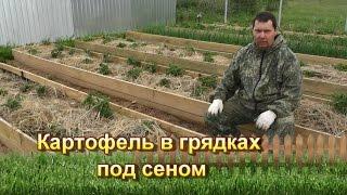 Картофель в грядках под сеном