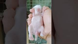 6 days Baby rabbit 