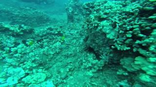 Yellow Longnose Butterfly Fish- Diving in Maui, Hawaii