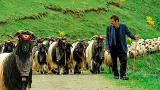 The Lonely Journey of the Turkish Shepherd | Documentary movie