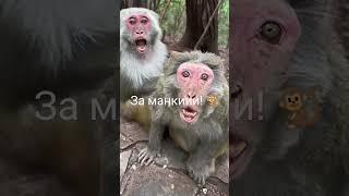 #бибизян #брадок #манки #monkeybaby #гренки #shorts  #бибизяна