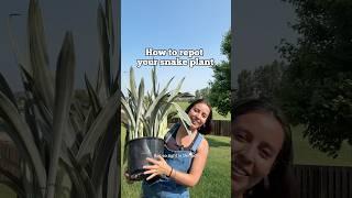 If you’re not beating up your plants when repotting, you’re not doing it right  #snakeplantcare