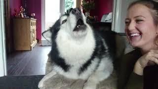 How To Make Your Dog Howl! Alaskan Malamute Wolves! (Sound Warning!!) #Howlception