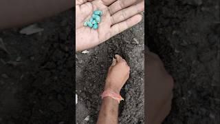 I am sowing long bitter gourd seeds #nature #farming #bittergourd #shorts