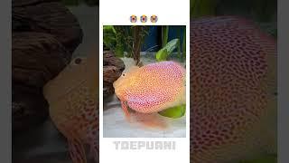 The most expensive Discus fish is dead