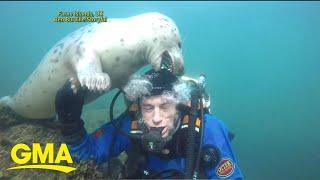 Friendly grey seal tries to remove diver's helmet l GMA