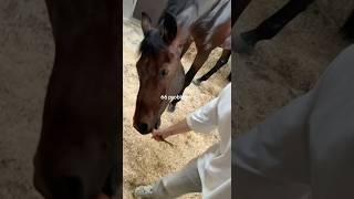  #equestrian #horseing