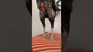 aseel murga #aseelmurga #shorts #shortsfeed #youtubeshorts #fyp #birds