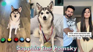 Sapphie the Pomsky TikTok Compilations 2024 | New Sapphie the Pomsky TikTok Videos