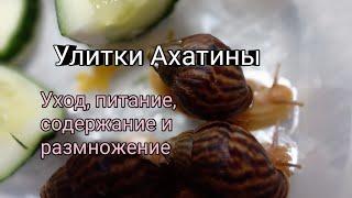 Улитка Ахатина.Уход, содержание, размножение.