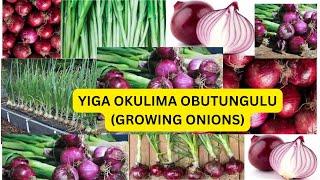 YIGA OKULIMA OBUTUNGULU (GROWING ONIONS)