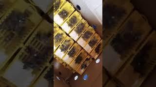 Первая поставка пчеломаток "Карника", май 2021 год