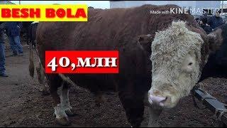 FARGONA | BESHBOLA MOL VA QOY BOZORI NARXLARI