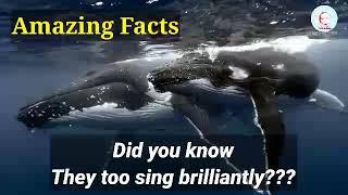 HUMPBACK WHALES can Sing | Amazing Facts about Humpback Whales @gyankiran9911