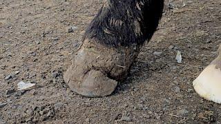 This Hoof Is In Terrible Condition!!! Horse is Lame I Don't know If We Can Fix It - Hoof Restoration