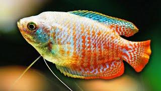 Dwarf Gourami Care Guide - Amazing Aquarium Fish