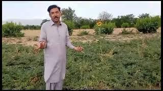 Gupshup with Malik Adeel || New Vlog || Village Life