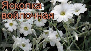 Ясколка войлочная (cerastium tomentosum)  войлочная ясколка обзор: как сажать, рассада ясколки