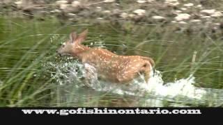 Go Fish In Ontario