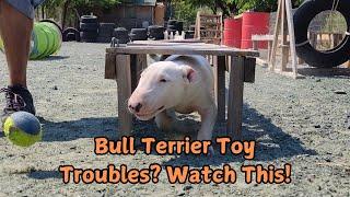 Why Your Bull Terrier's Favorite Toy Might Be a Problem!