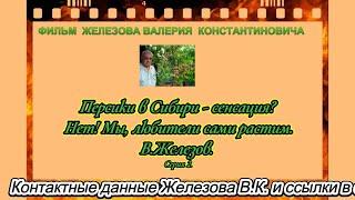 Персики в Сибири - сенсация?  Нет! Мы , любители сами растим.  В. Железов.   Серия 2.