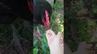 Feeding my chickens a big grub