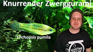 NEUE FISCHE! Knurrender Zwerggurami (Trichopsis pumila) und Dornaugen für das Uferaquarium