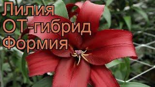 Лилия от-гибрид Формия (lilium ot-hybrids formia)  Формия обзор: как сажать, луковицы лилии Формия